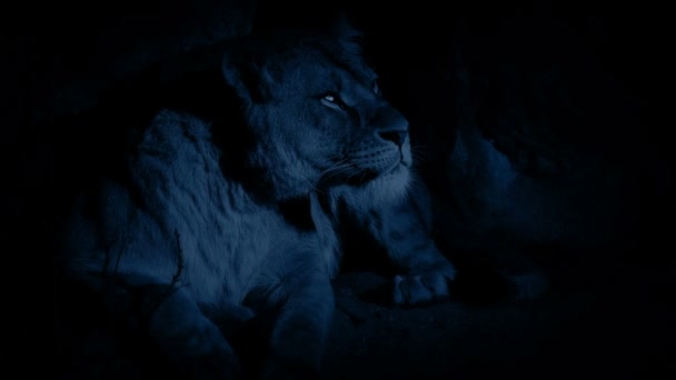 Lionne Dans Grotte Nuit — Video