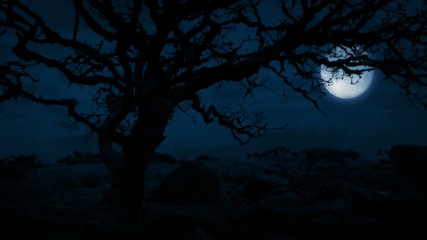 Vieil Arbre Tordu Sur Colline Avec Lune Derrière — Video