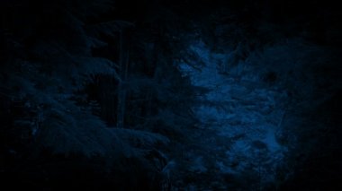 Orman nehir gece yüksek açı çekim