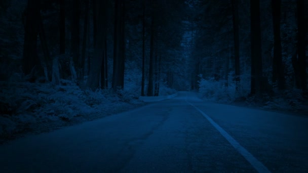 Atravessando Estrada Floresta Escuro — Vídeo de Stock