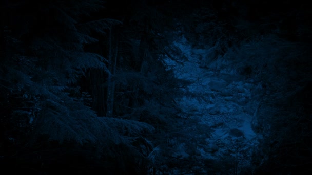 Vysoký Úhel Záběru Lesní Řeky Noci — Stock video