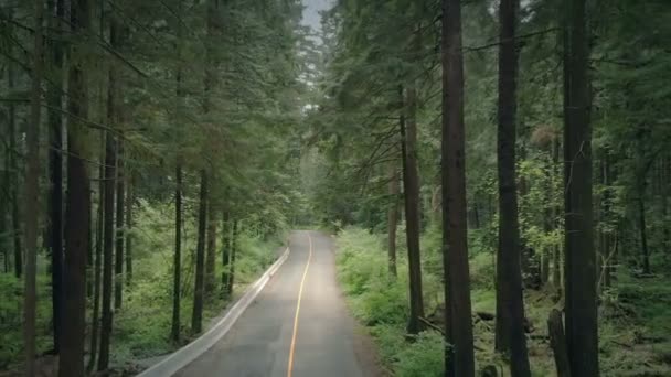 Bil Passerar Genom Skogen Antenn — Stockvideo