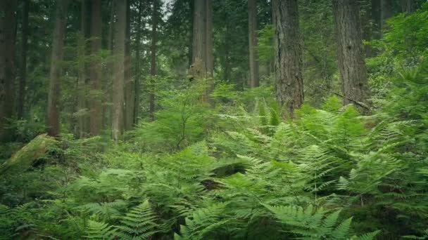 Helechos Bosque Verde — Vídeos de Stock