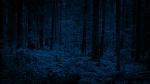 Flying Dense Woodland Dark — Stock Video