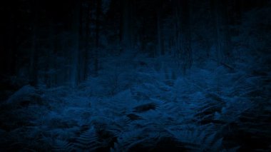 Ferns gece ormanda