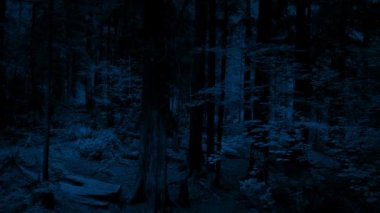 Uçan üzerinde orman iz gece