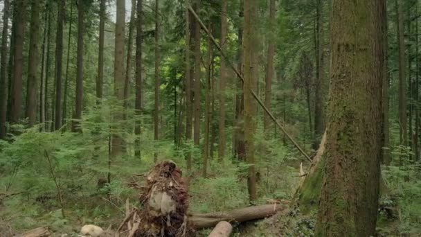 Проходячи Незавершених Зламаних Дерев Після Бурі — стокове відео