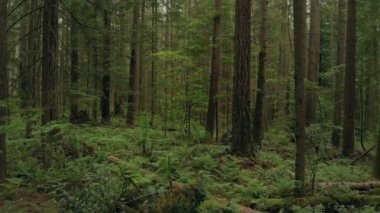 Eğrelti otları ve ağaçları ile yoğun Woodland üzerinden uçan