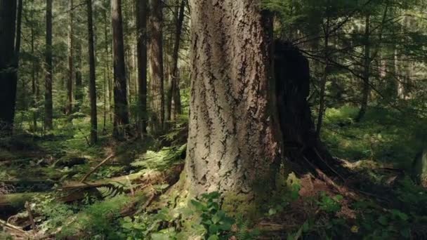 Remonter le tronc d'arbre dans la forêt d'été 