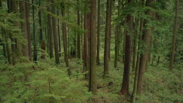 Langsam Grünen Wäldern Vorbeifliegen — Stockvideo