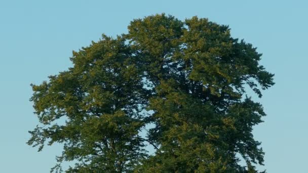 Grand Arbre Dans Brise Coucher Soleil — Video