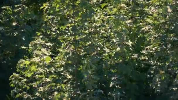 阳光明媚的日子里 绿叶树在微风中移动 — 图库视频影像