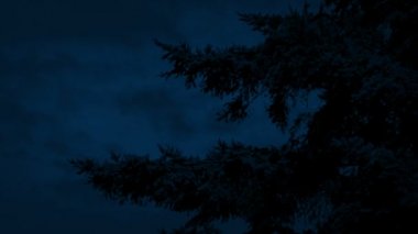 Geceleri hafif esinti gür ağaç dallarında