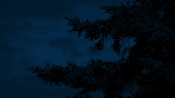Krzaczaste Drzewo Gałęzie Delikatny Wiaterek Nocy — Wideo stockowe