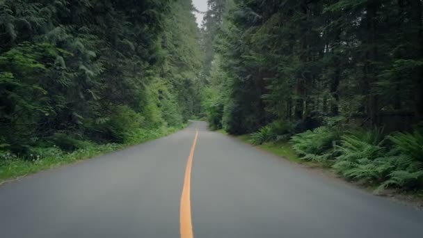 Glijden Langs Boom Omzoomde Weg — Stockvideo