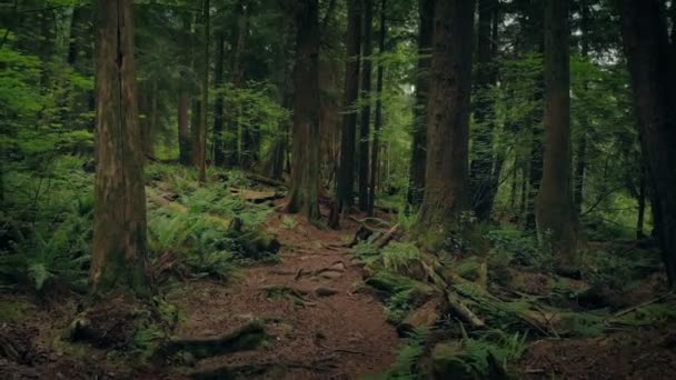 Scivolando Lungo Sentiero Forestale Panoramico — Video Stock