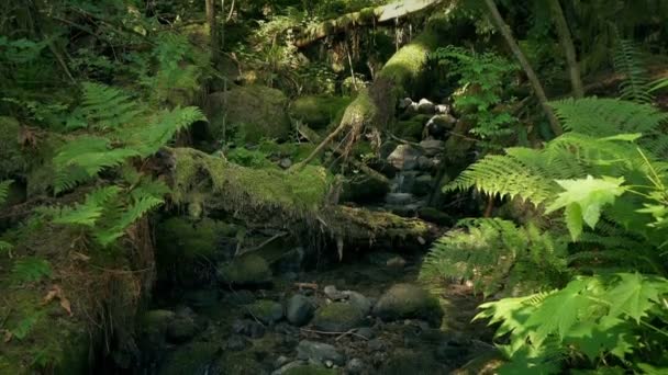 Flytta Till Ett Woodland Stream — Stockvideo