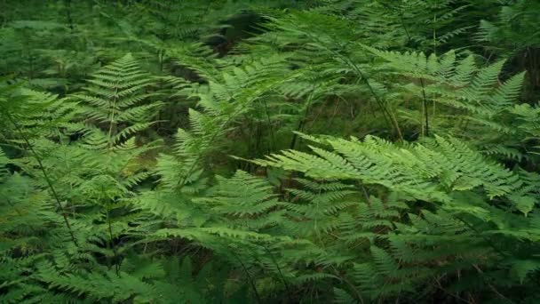 Woodland Ferns Hafif Esinti Içinde — Stok video
