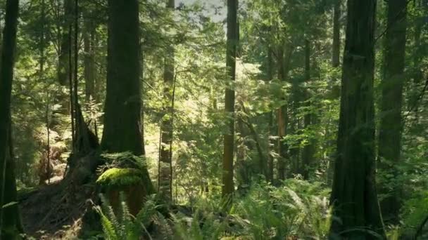 夏の森を歩く — ストック動画