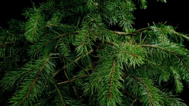 Passerende Pine Tree Closeup — Stockvideo
