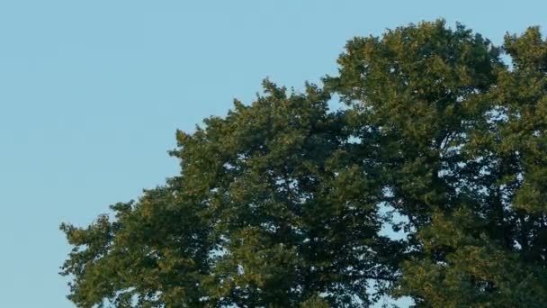 Arbre Tops Dans Brise Coucher Soleil — Video