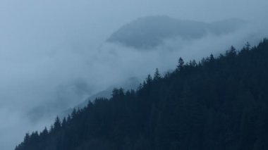 Soğuk Misty orman dağın