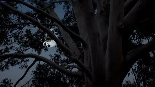 Luna Detrás Del Árbol Eucalipto Interior — Vídeo de stock