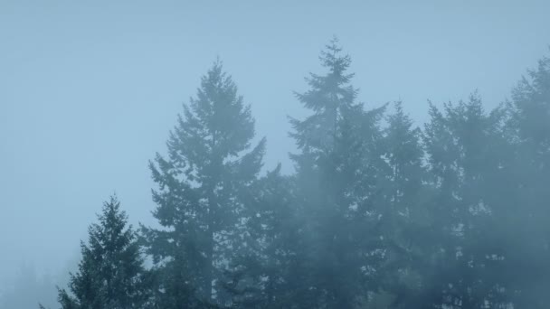 Lesní stromy v husté mlze