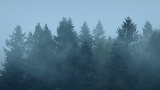濃い霧の中での木のてっぺん — ストック動画