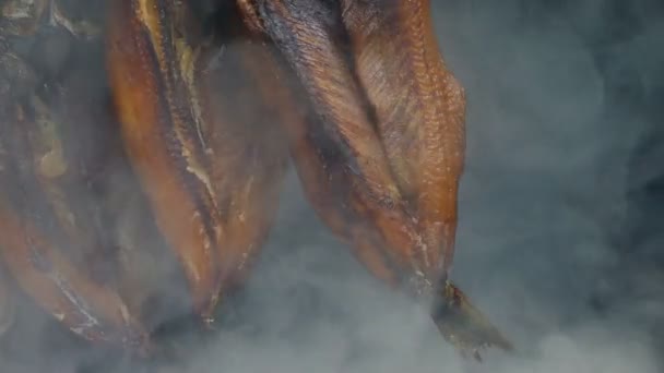 吸烟鲱鱼移动射击 — 图库视频影像