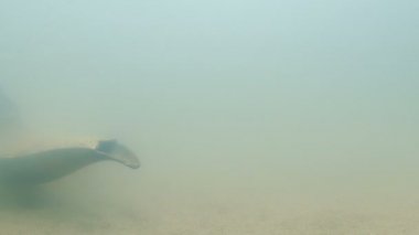 Deniz tabanı antik lamba