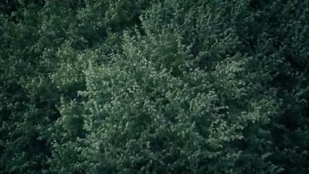 緑豊かな木の周りに嵐の日に吹き — ストック動画