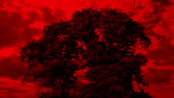 Árvore Com Céu Vermelho Apocalíptico — Vídeo de Stock
