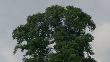 Büyük ağacında bulutlu gün Rüzgar