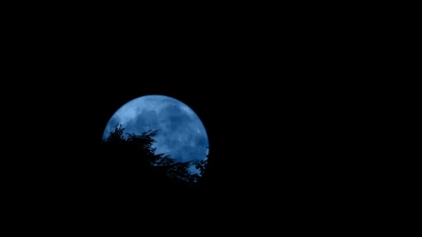 月亮在树后移动 — 图库视频影像