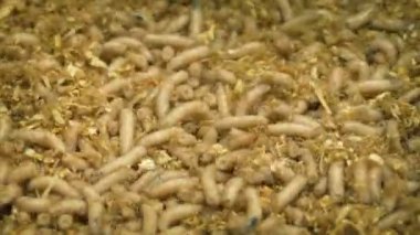 Balık tutma malzemeleri kurtçuklar hareket etme