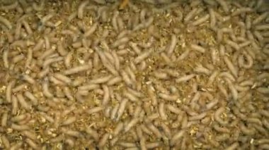 Balık tutma malzemeleri kurtçuklar yiyor havai görünümü