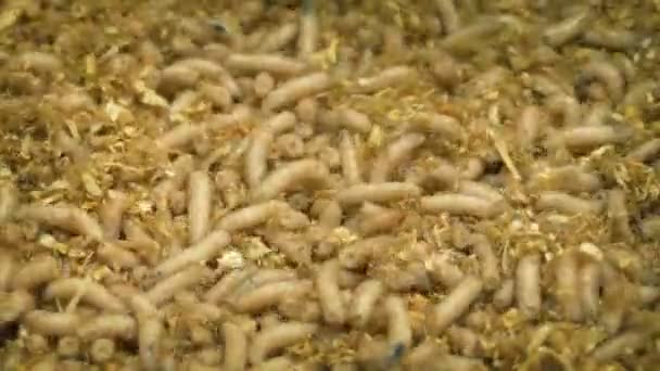 Риболовля Коктейль Maggots Рухається Навколо — стокове відео