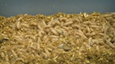 Balık tutma konteyner kurtçuklar yiyor