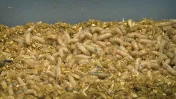 Fishing Container Of Maggots — Stock Footage Fishing Container Maggots Royalty Free Stock Footage