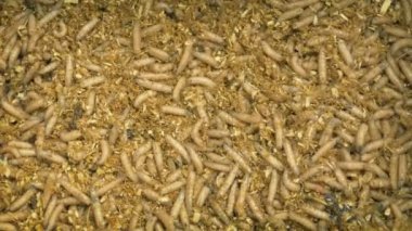 Kurtçuklar balıkçılık Closeup için