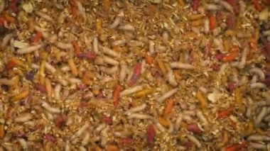 Renkli balık tutma kurtçuklar havai çekim