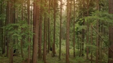 Hava orman günbatımında hareket