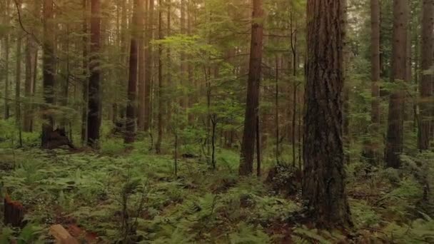 Flyga Genom Skogsmark Vid Solnedgången — Stockvideo