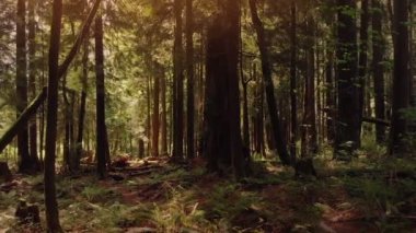 Günbatımı manzara orman içinden geçen