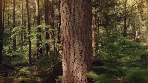 Baumfällung Bei Sonnenuntergang — Stockvideo