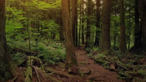 Pasando Través Del Sendero Forestal Atardecer — Vídeo de stock