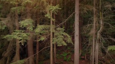 Woodland, gün batımı azalan atış