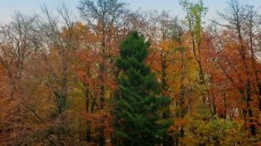 gün batımında sonbahar ağaçlar