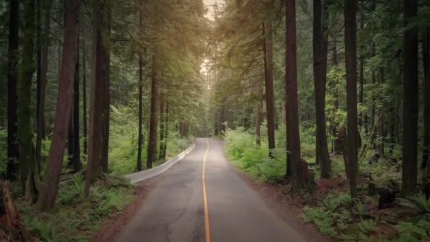 Aşağı Orman Yolu Üzerinde Günbatımında Uçan — Stok video